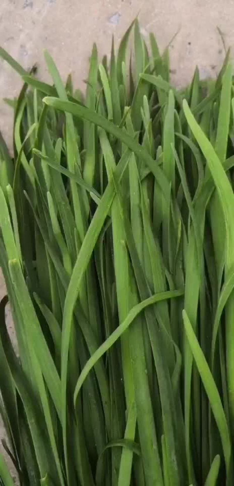 精品韭菜