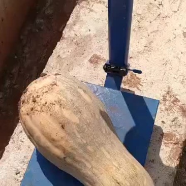 南瓜