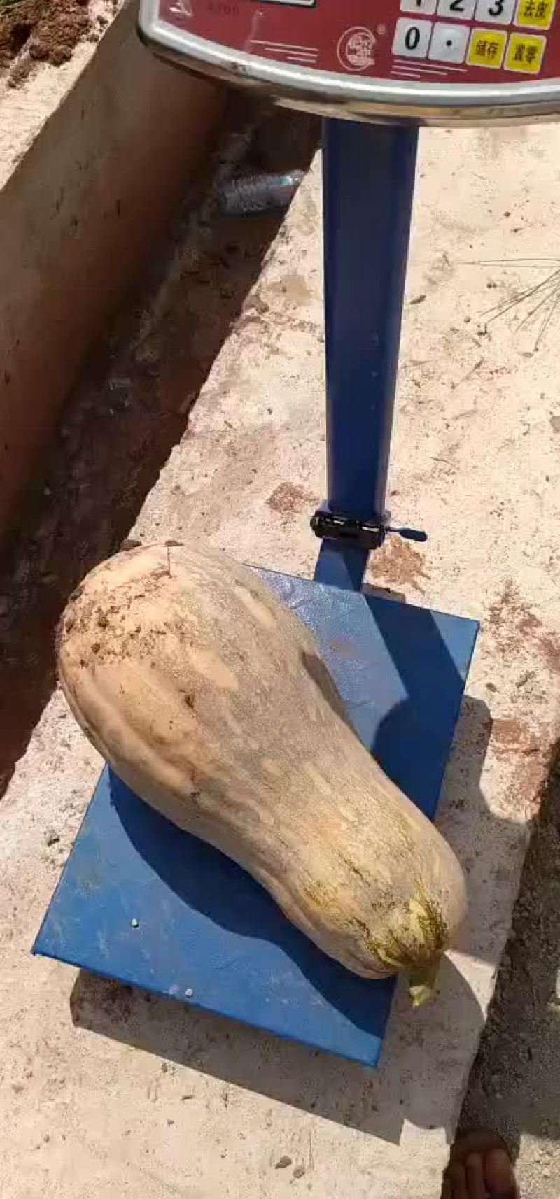 南瓜