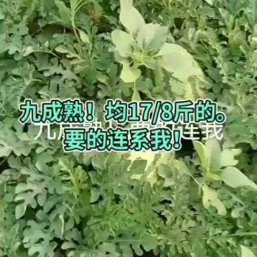 熟度九成！均17/8