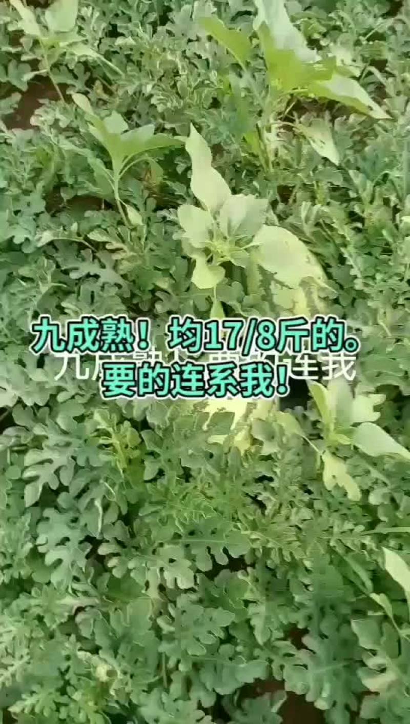熟度九成！均17/8