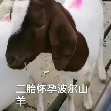 波尔山羊