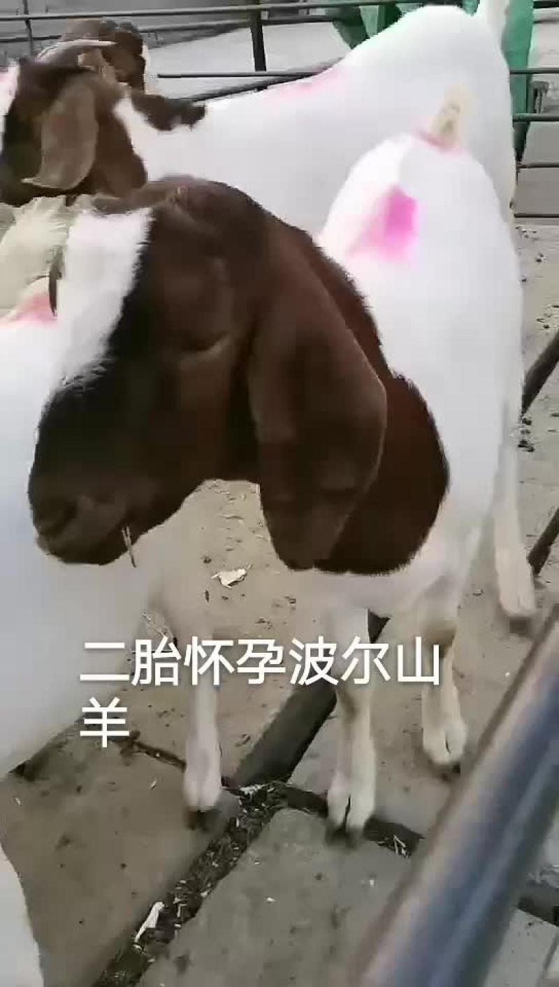 波尔山羊
