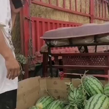 河南中华绿龙