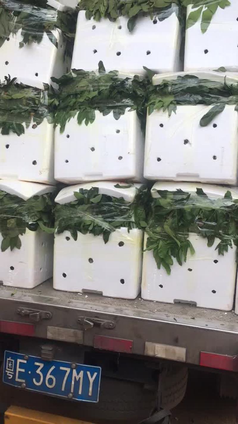 龙眼货源