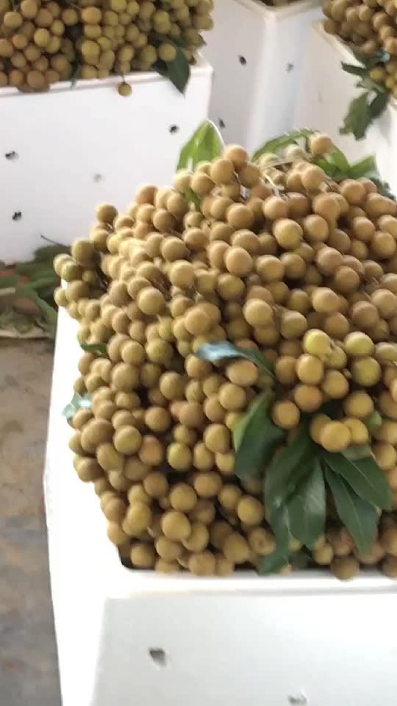 龙眼货源