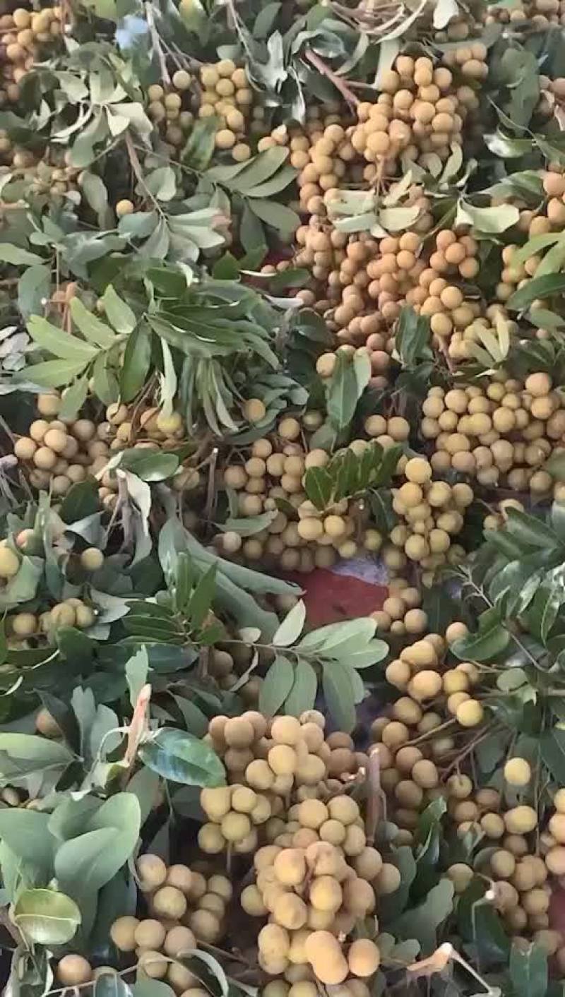龙眼货源