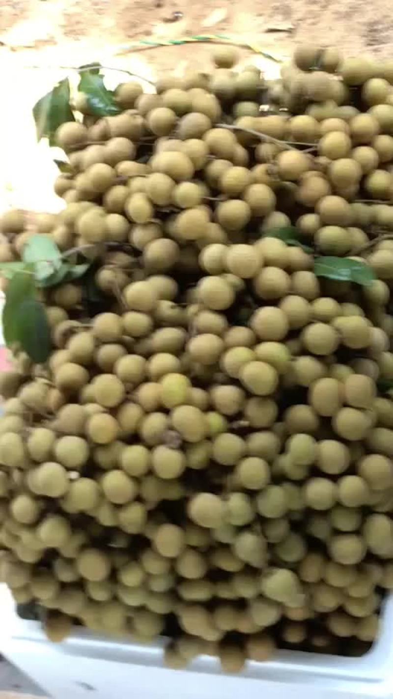 龙眼货源