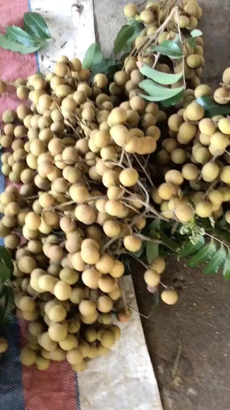 龙眼货源