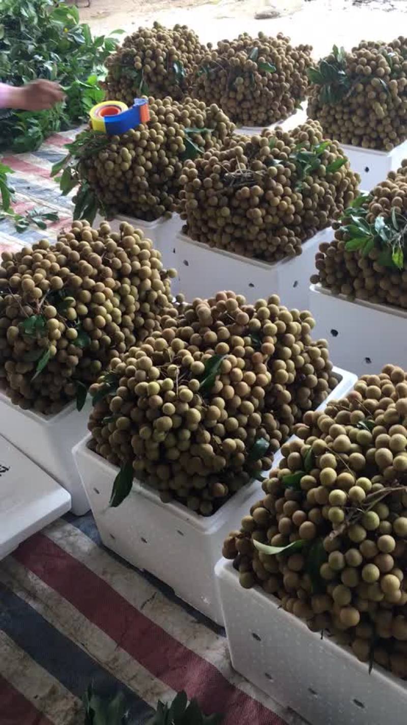 龙眼货源