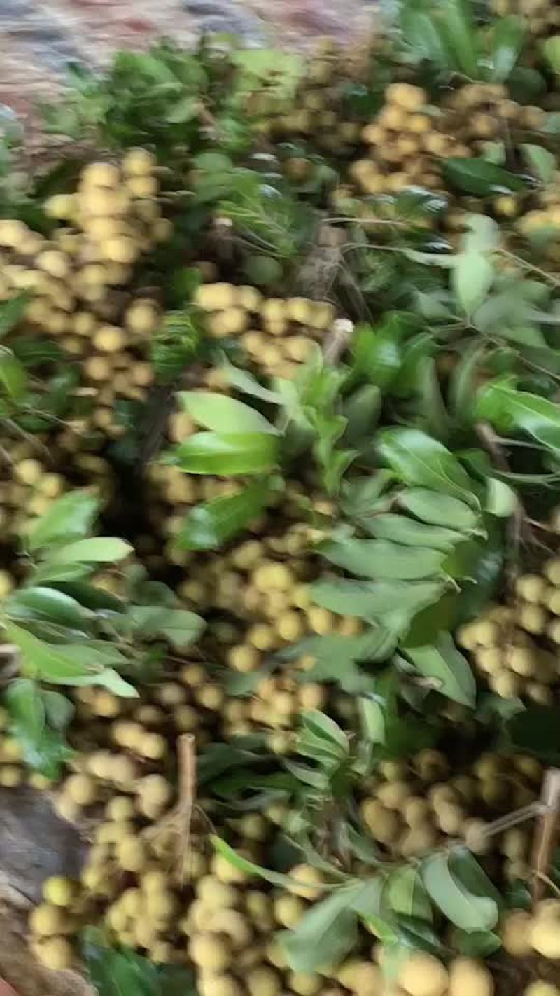 龙眼货源