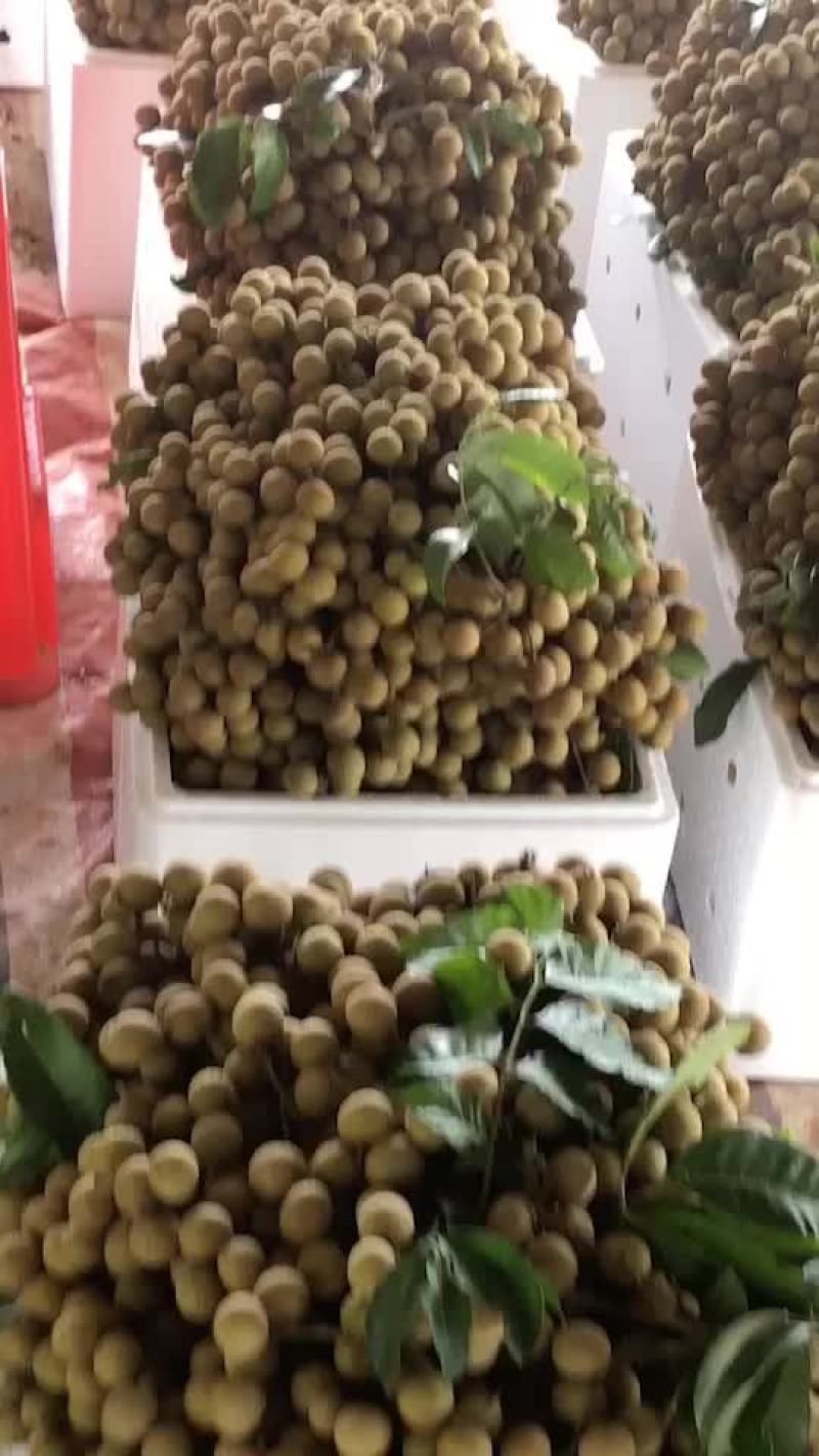 龙眼货源