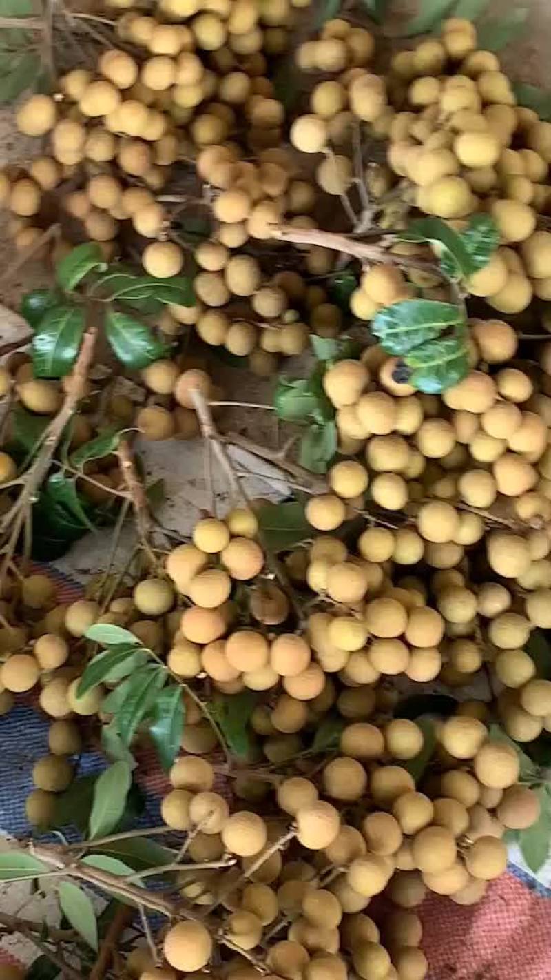 龙眼货源