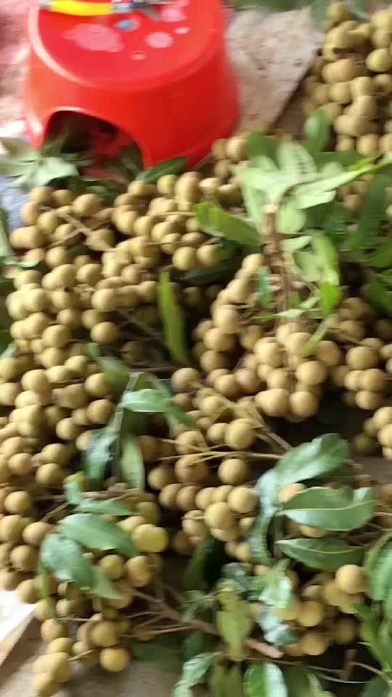 龙眼货源