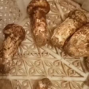 松茸