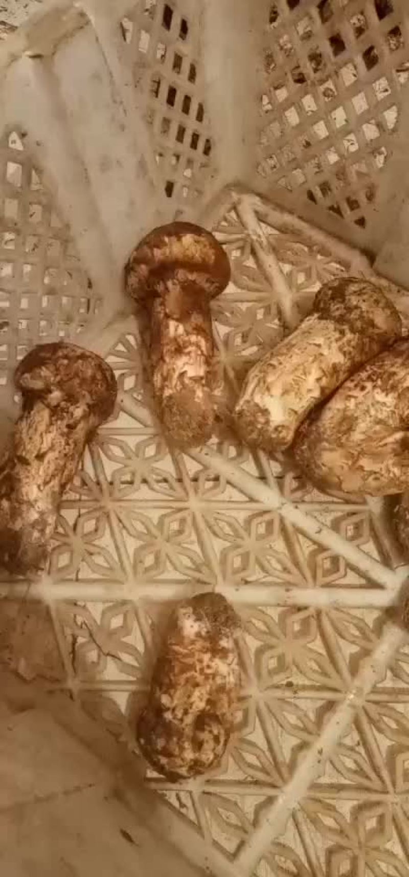 松茸