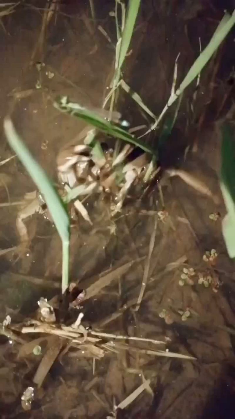 大闸蟹