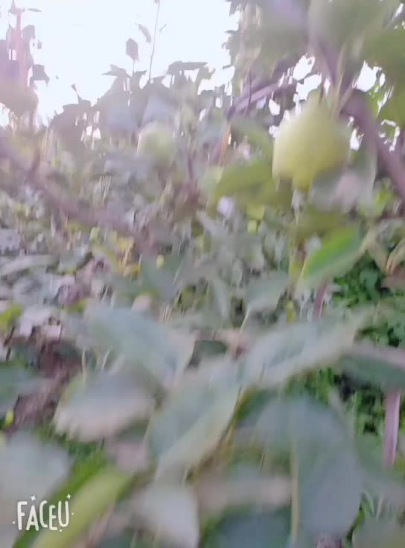 大量的早酥梨，有意者联系