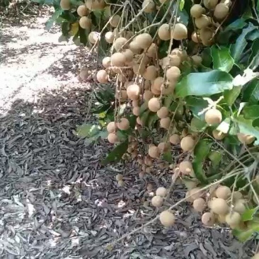 广西扶绥石夹龙眼