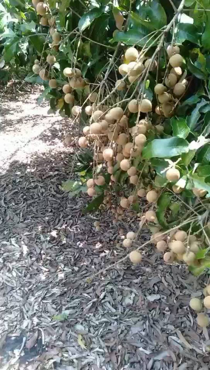 广西扶绥石夹龙眼