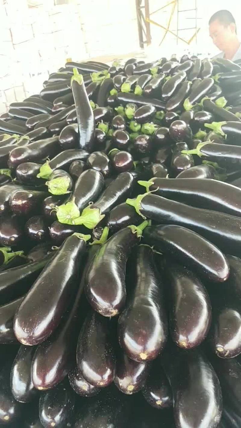 茄子
