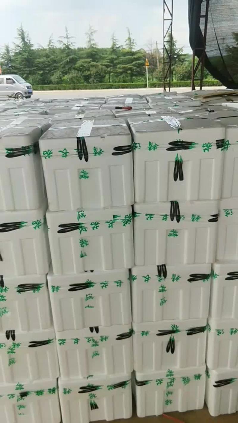 茄子