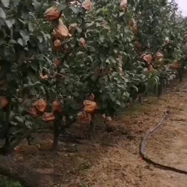 秋月梨，保证质量。量大优惠