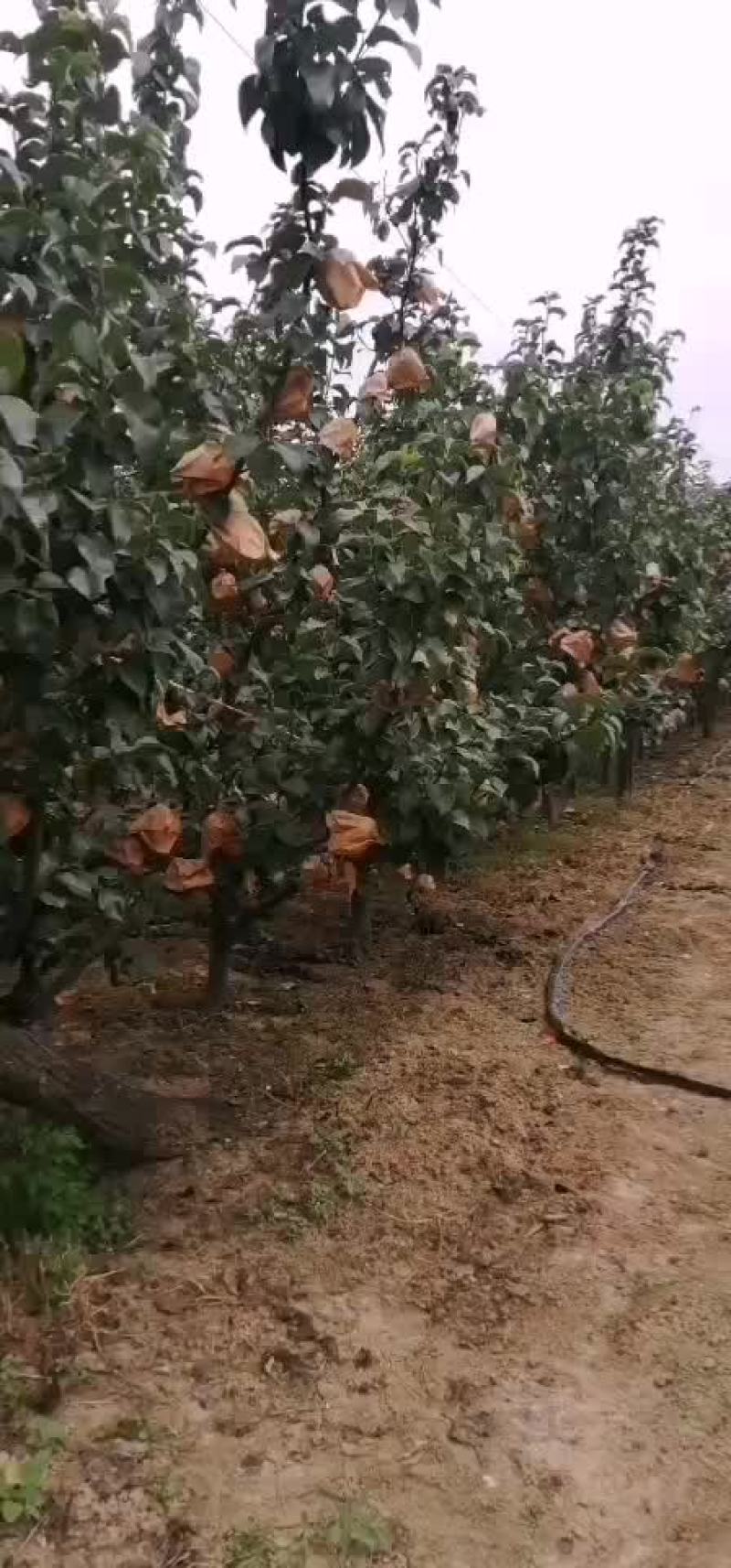 秋月梨，保证质量。量大优惠