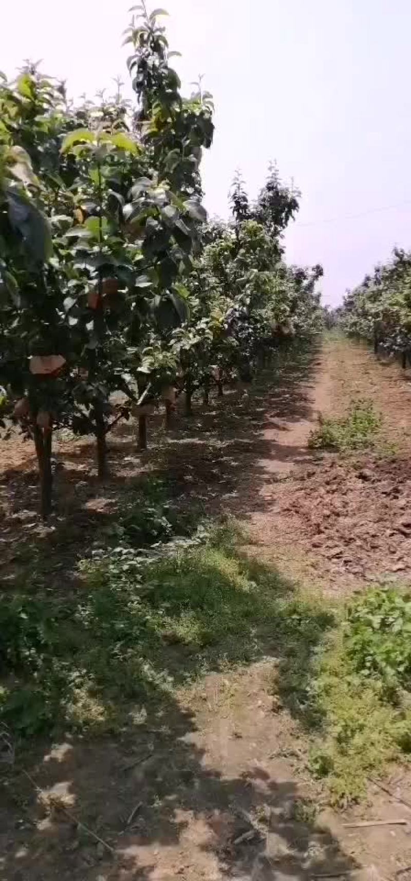 秋月梨，保证质量。量大优惠