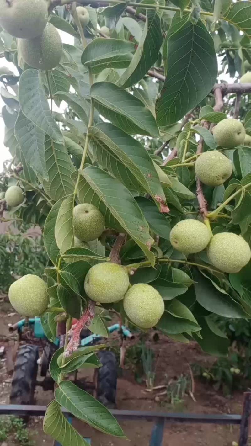 青皮核桃大量供应，产地直销，需要的联系