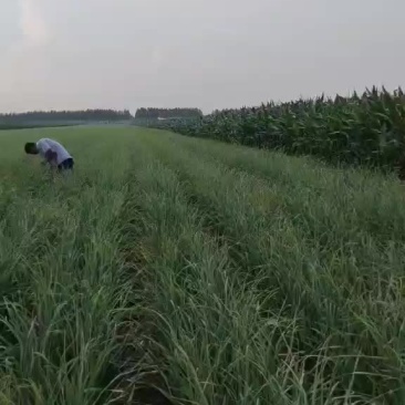 黑龙江大蒜大量上市，有要的朋友联系，保质保量，