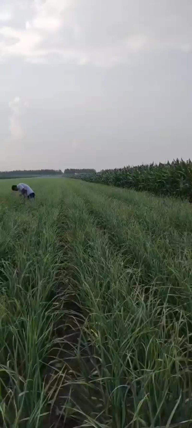 黑龙江大蒜大量上市，有要的朋友联系，保质保量，