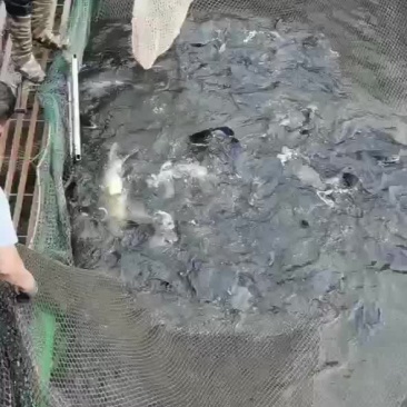 水库大青鱼