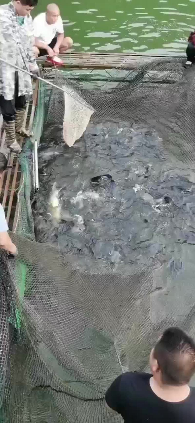 水库大青鱼