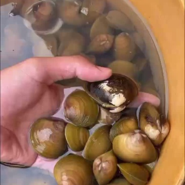 地角螺存活率加强。
