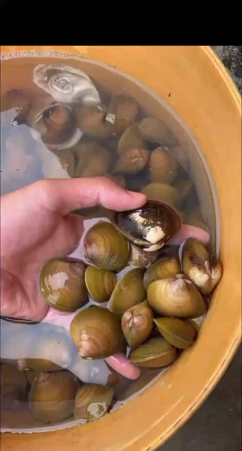 地角螺存活率加强。