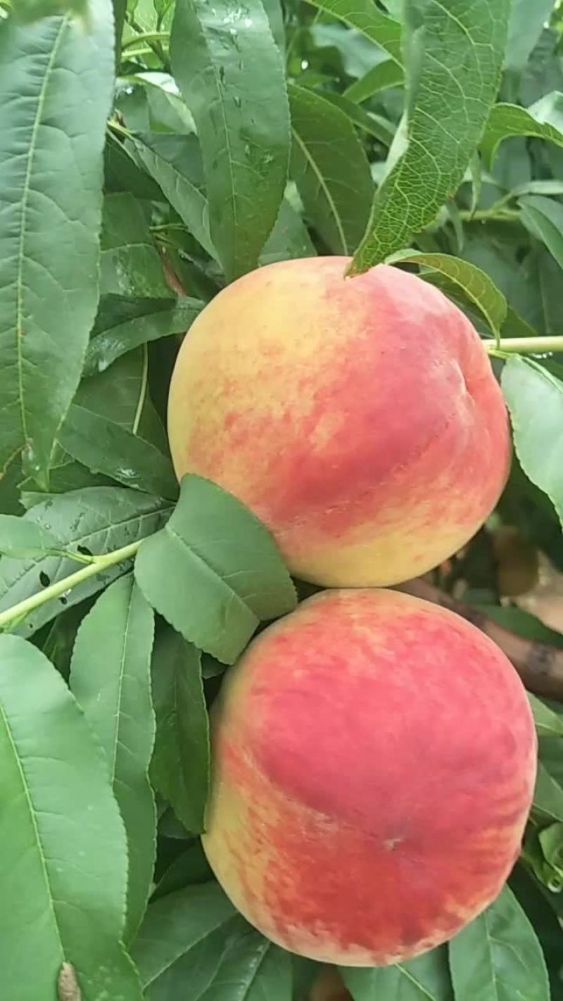 桃
