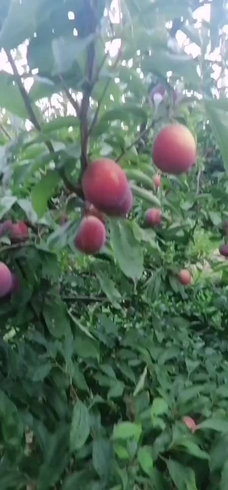 李子价格美一李子基地美一李子产地