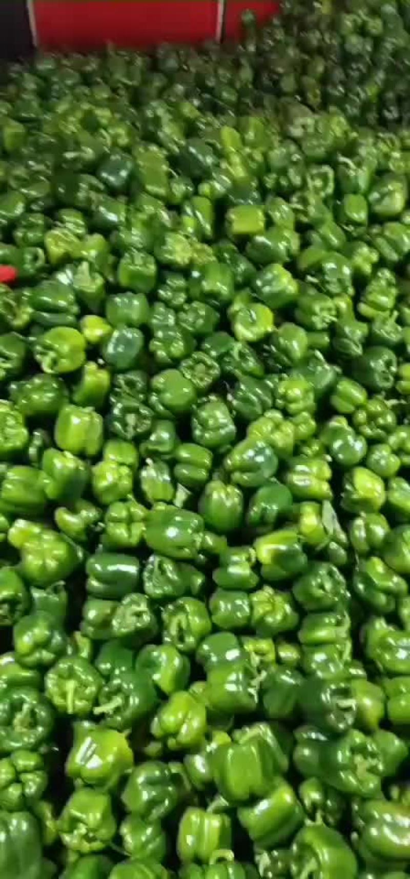 蔬菜