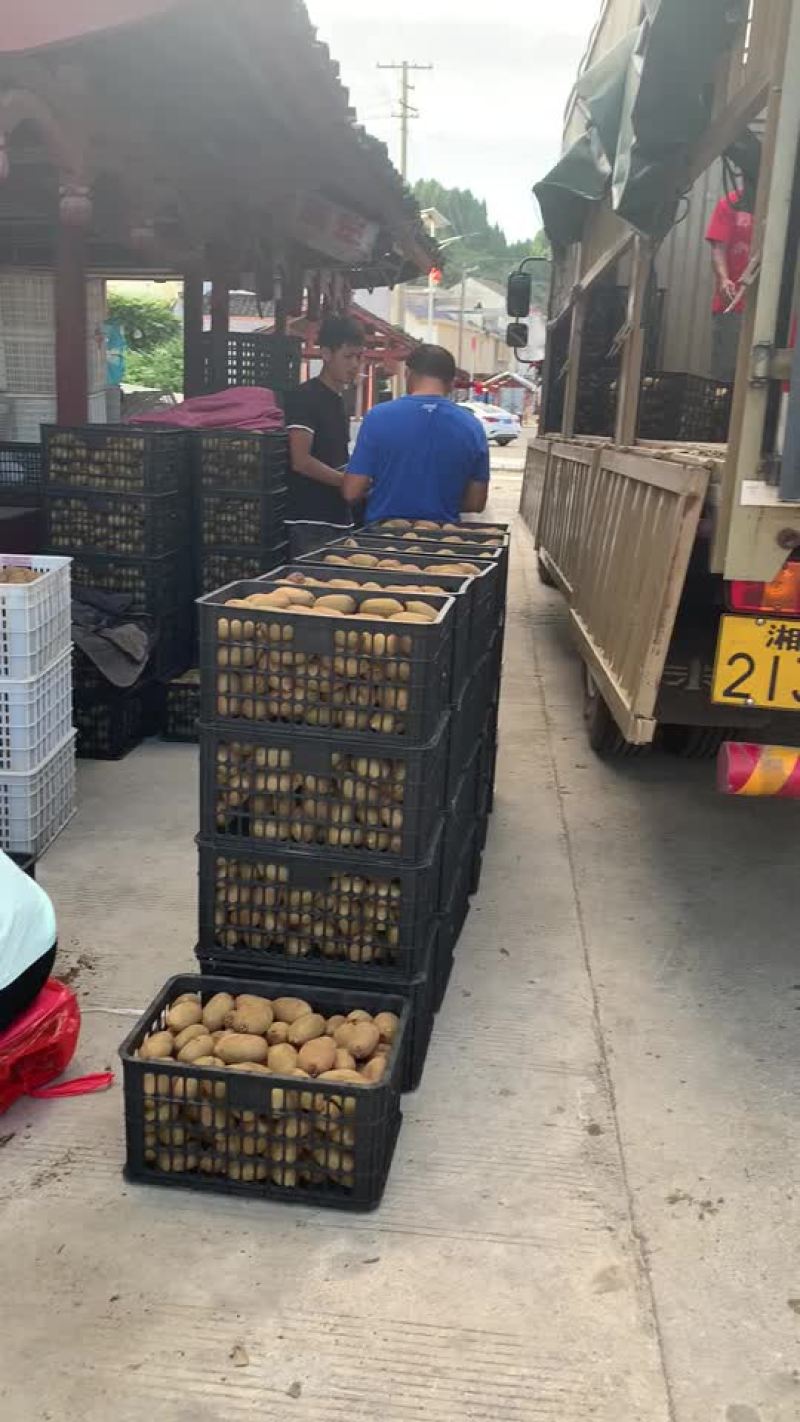 绿心猕猴桃，米粮一号，湘西永顺大量供应，