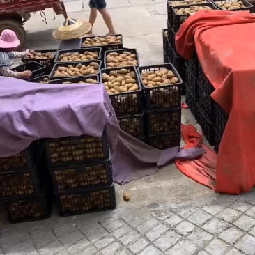 绿心猕猴桃，米粮一号，湘西永顺大量供应，