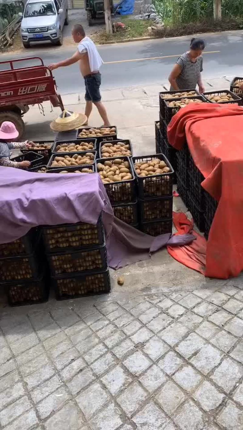 绿心猕猴桃，米粮一号，湘西永顺大量供应，