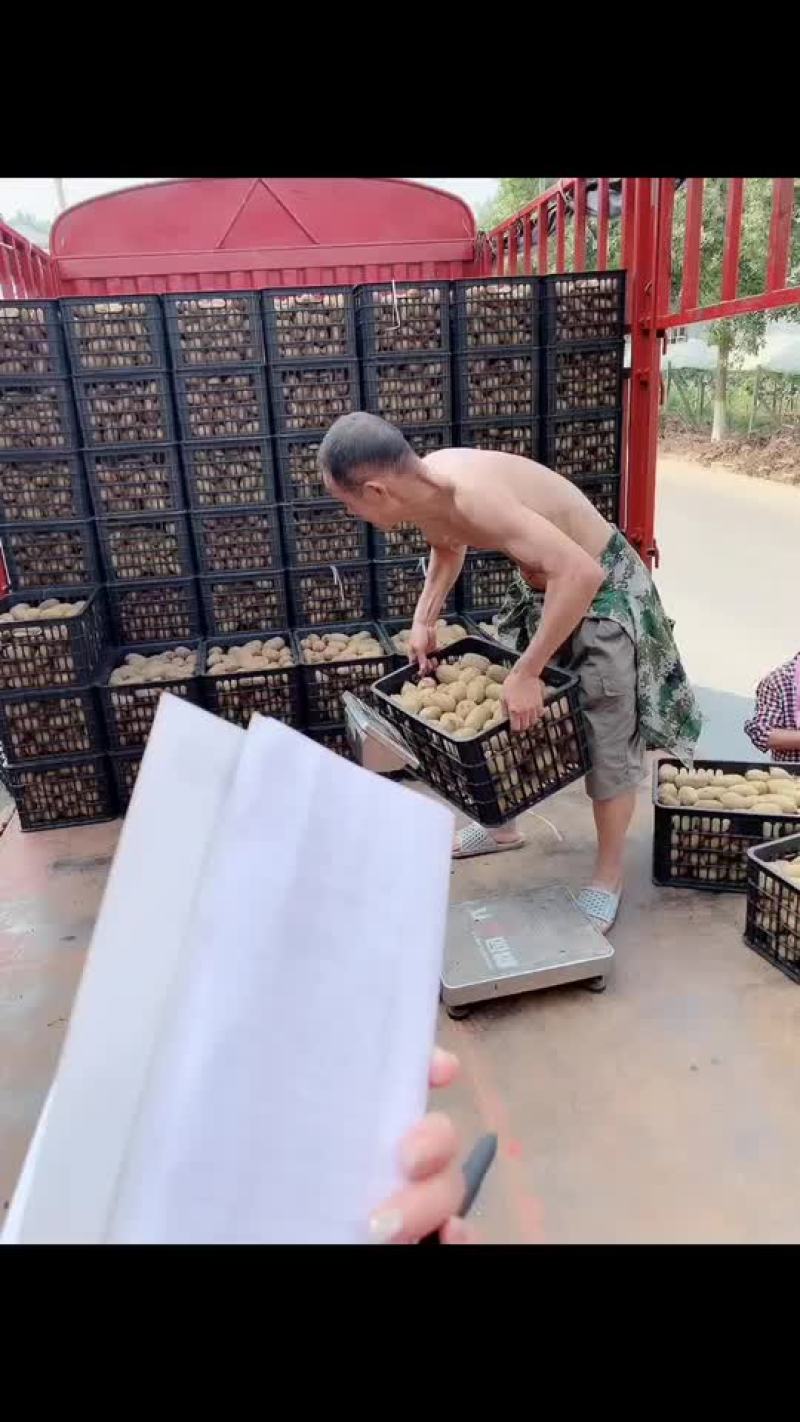 绿心猕猴桃，米粮一号，湘西永顺大量供应，