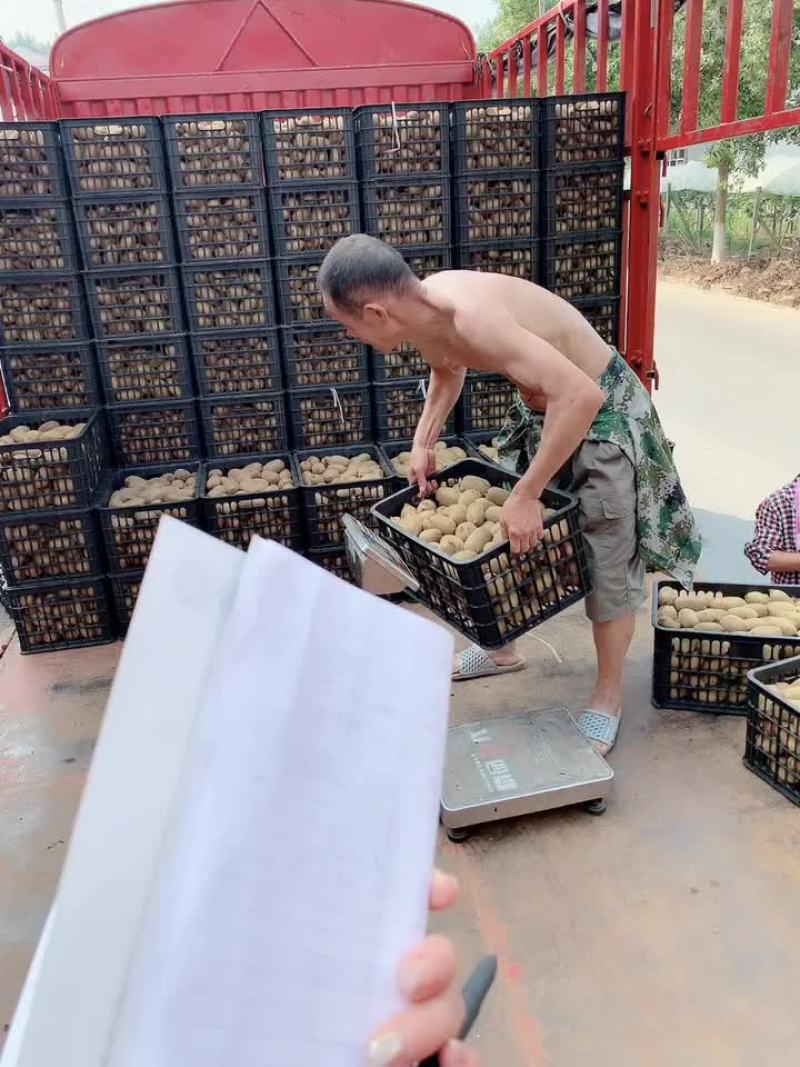 绿心猕猴桃，米粮一号，湘西永顺大量供应，
