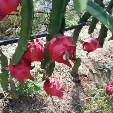 火龙果