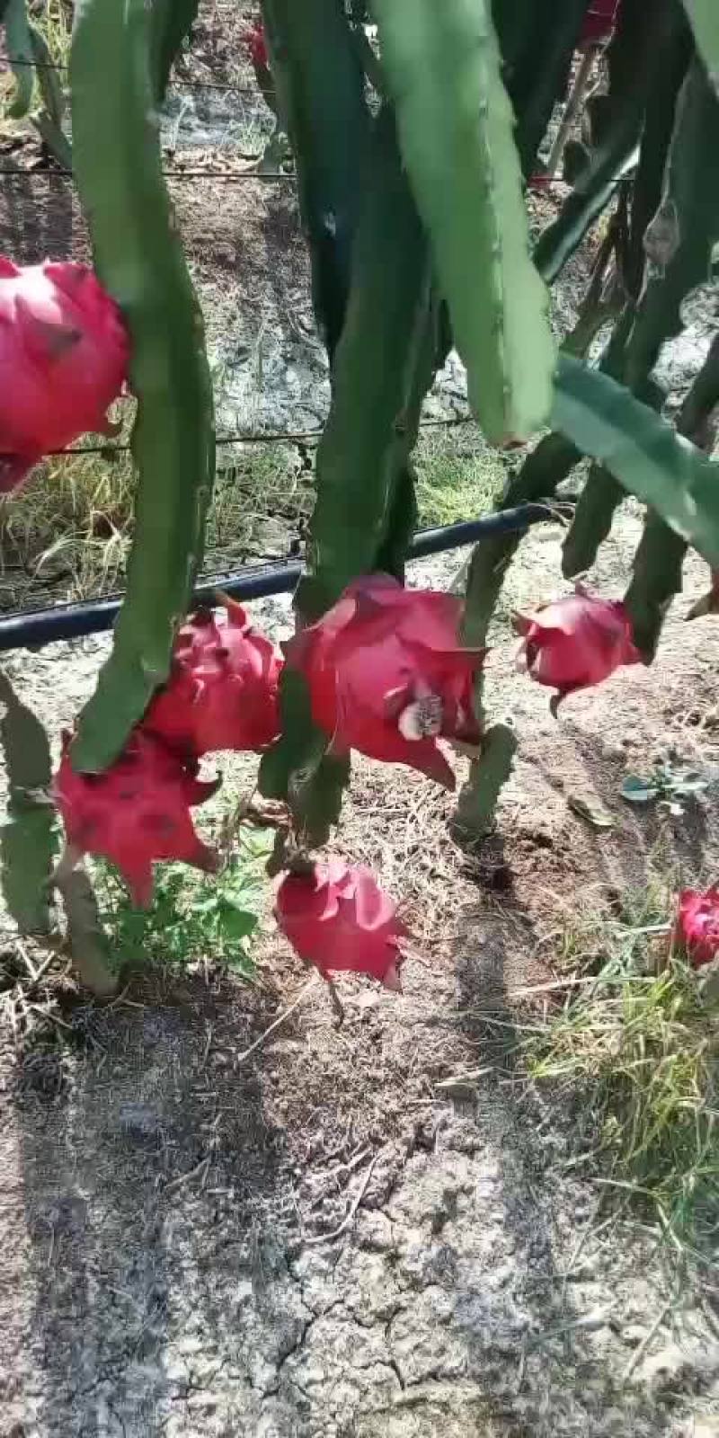 火龙果