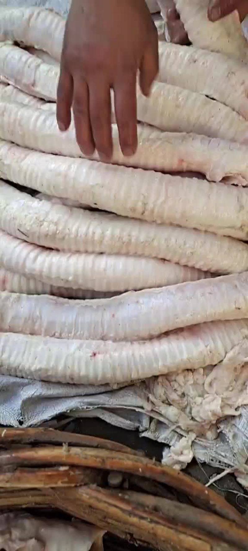牛肺管，精修无油牛肺管，常年大量加工