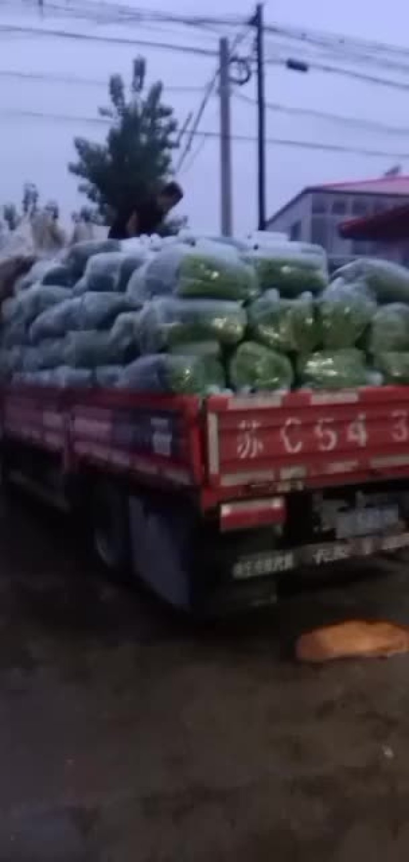 精品韭苔大量上市价格美丽