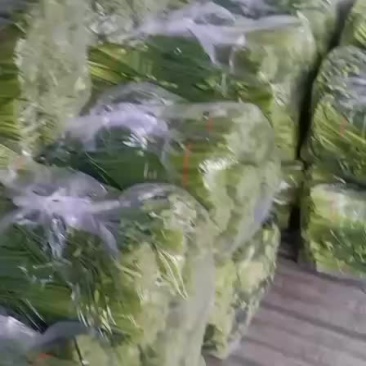 精品韭苔大量上市价格美丽