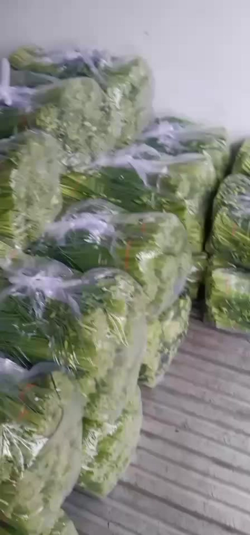 精品韭苔大量上市价格美丽